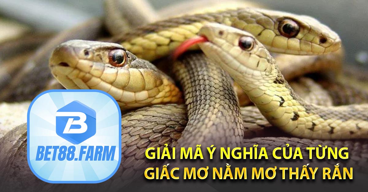 Giải mã ý nghĩa của từng giấc mơ nằm mơ thấy rắn